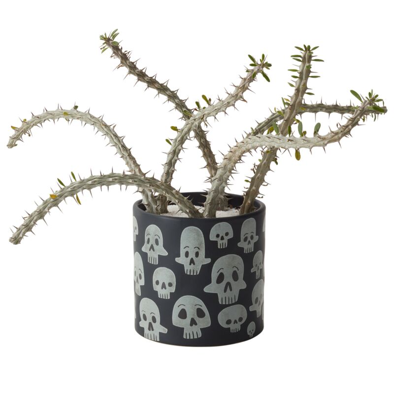 Calaca Skull Pot 5"