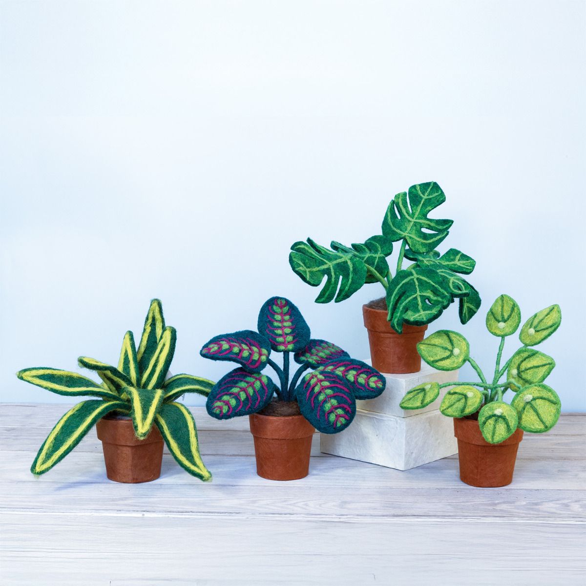 Zebra Potted Plant